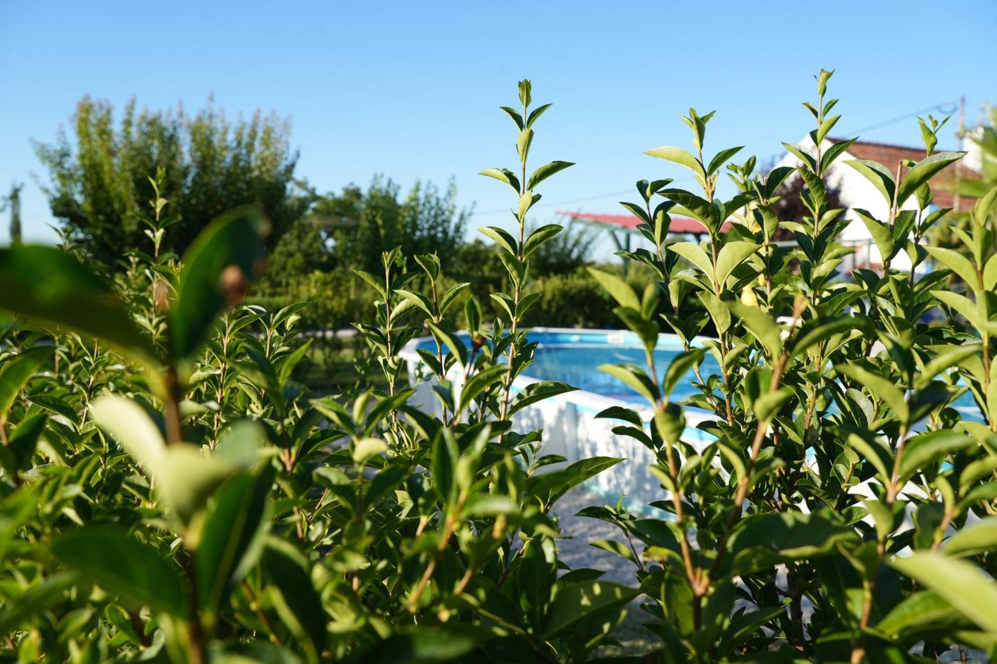 Country house A Janela Palmeiras Reguengos de Monsaraz